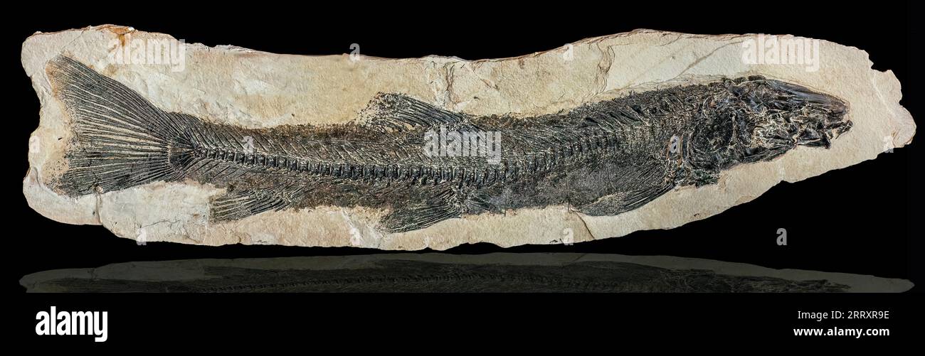 Fossilized Beaked Sandfish, Notogoneus osculus, Early Eocene, 52 MYO, Fossil Butte National Monument, Wyoming Stock Photo