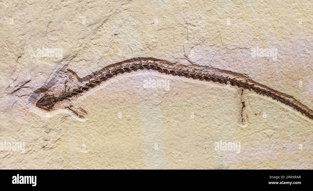 Fossilized Salamander, Paleoamphiuma tetradactylum, Early Eocene,52 MYO Fossil Butte National Monument, Wyoming Stock Photo