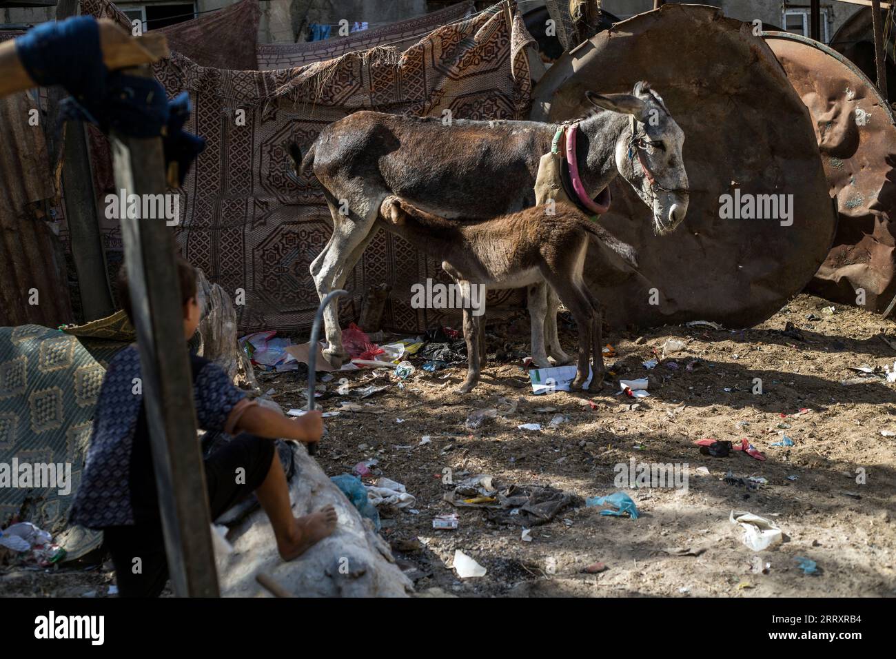 September 9, 2023, Gaza City, The Gaza Strip, Palestine The number of