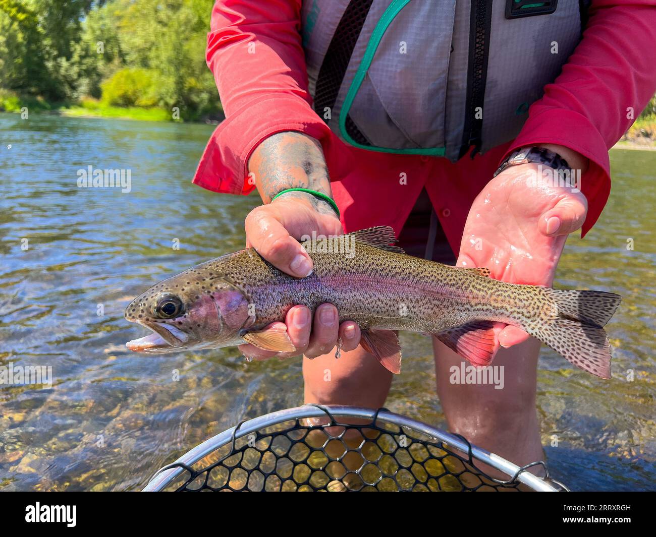 Native Redside Rainbow Trout Stock Photo Alamy