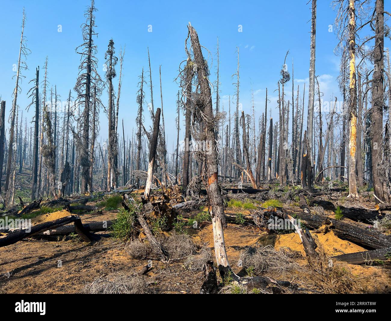 Pole Creek Fire Burn in Oregon Stock Photo Alamy
