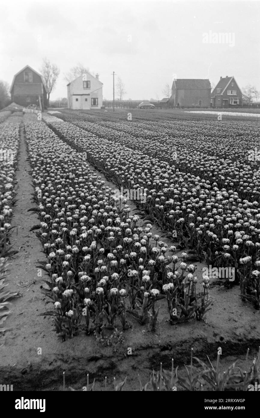 Tulpenfeld in Lisse, 1955. Field of tulips in the town of Lisse, 1955. Stock Photo