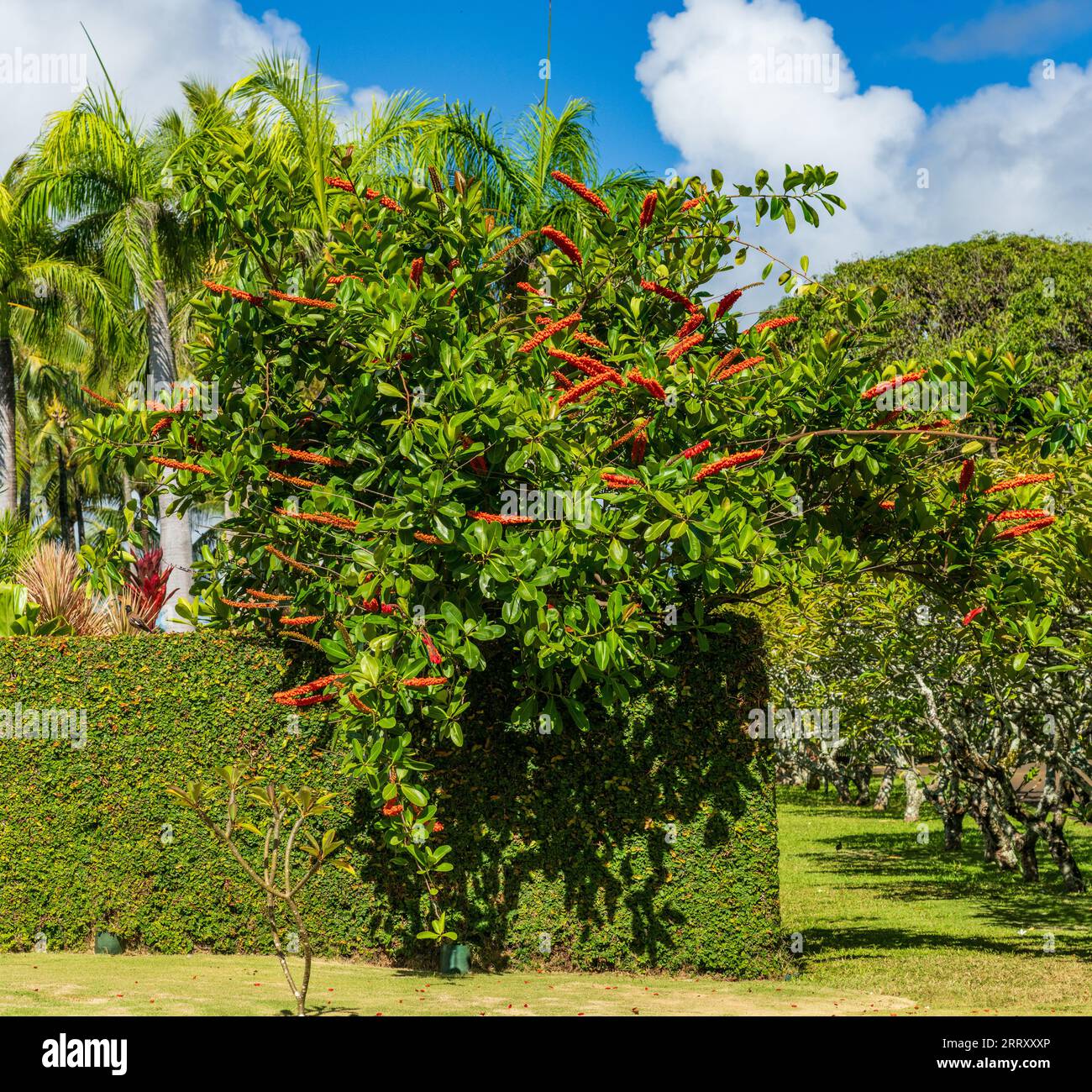Red hot poker vine is an invasive creeper in the Hawaiian islands Stock Photo