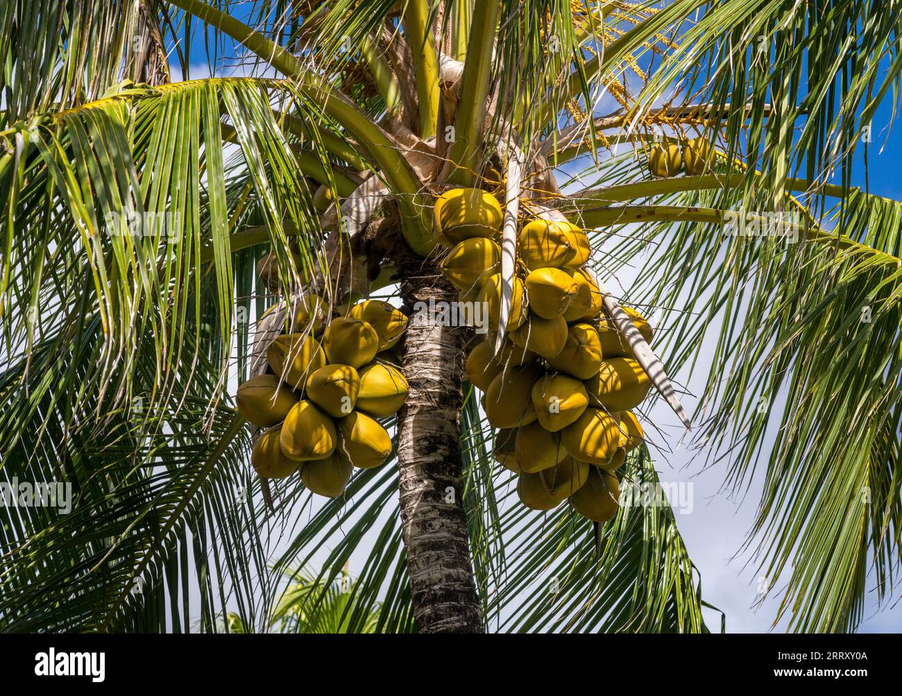 Many yellow coconuts growing in bunches under the fronds of large