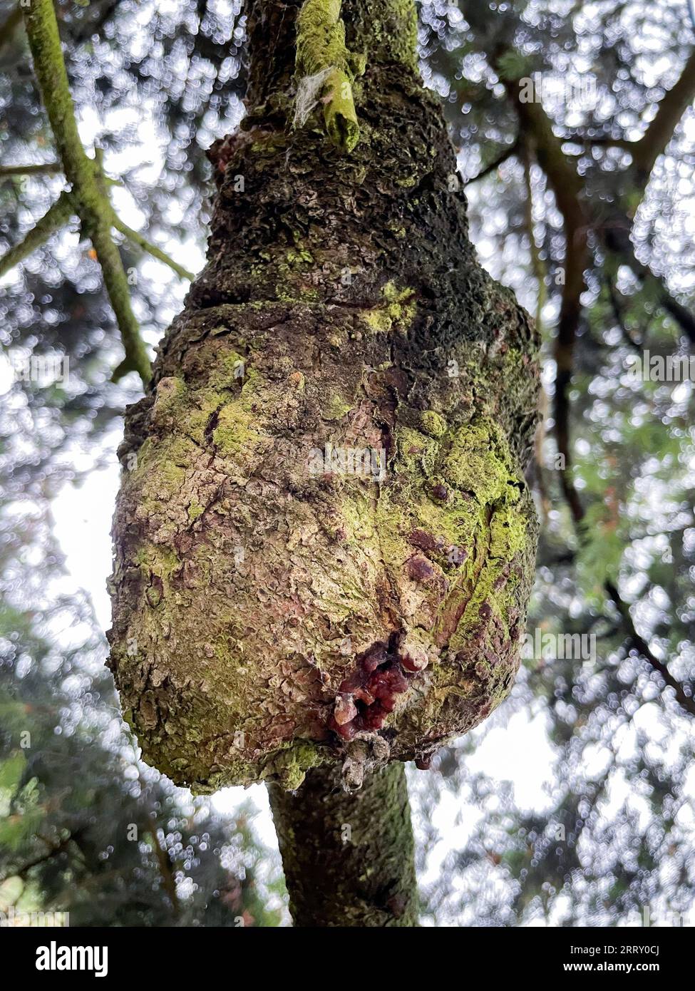 Wald-Duschvorhang Mit Kiefern & Vögeln - 183x213 Cm, Wasserdicht