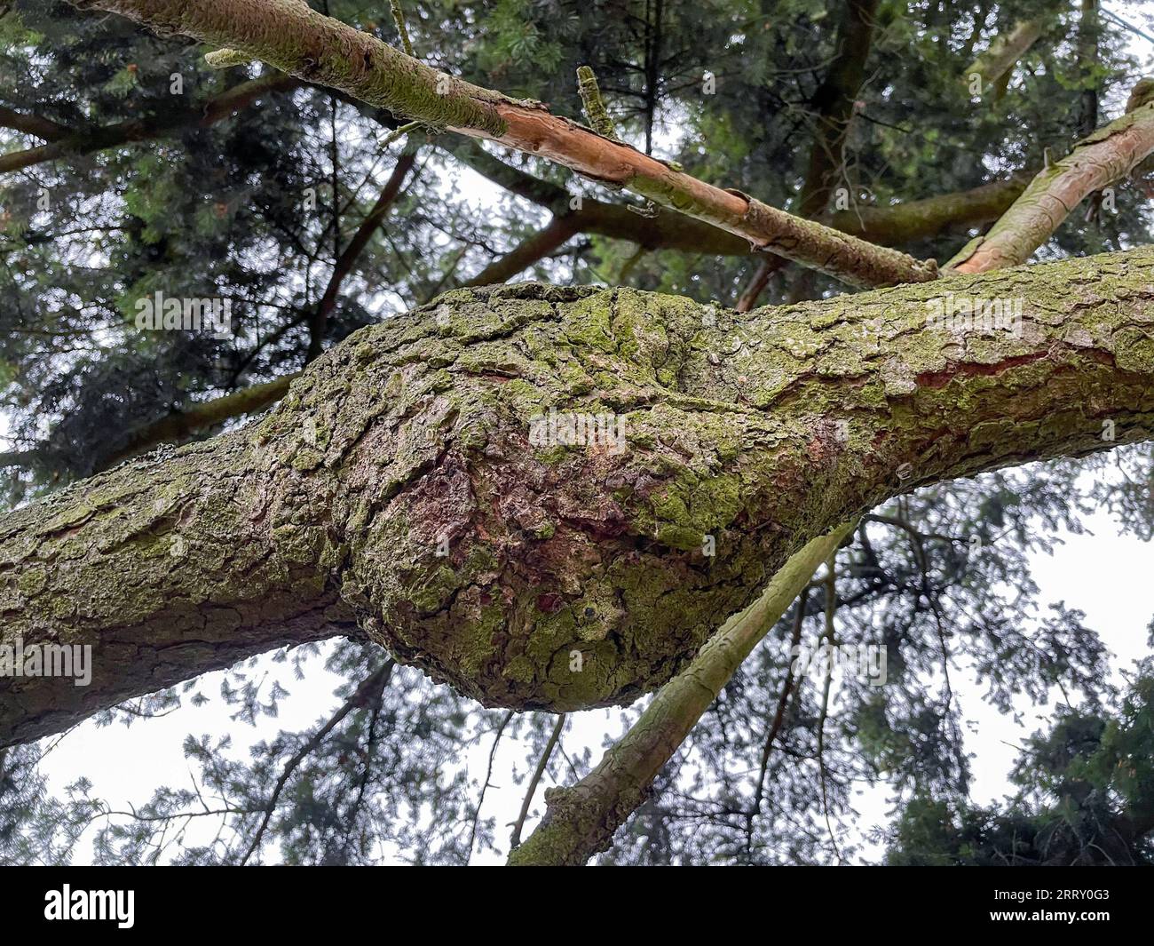 Baumkrebs an einer alten Wald Kiefer mit Harz Stock Photo