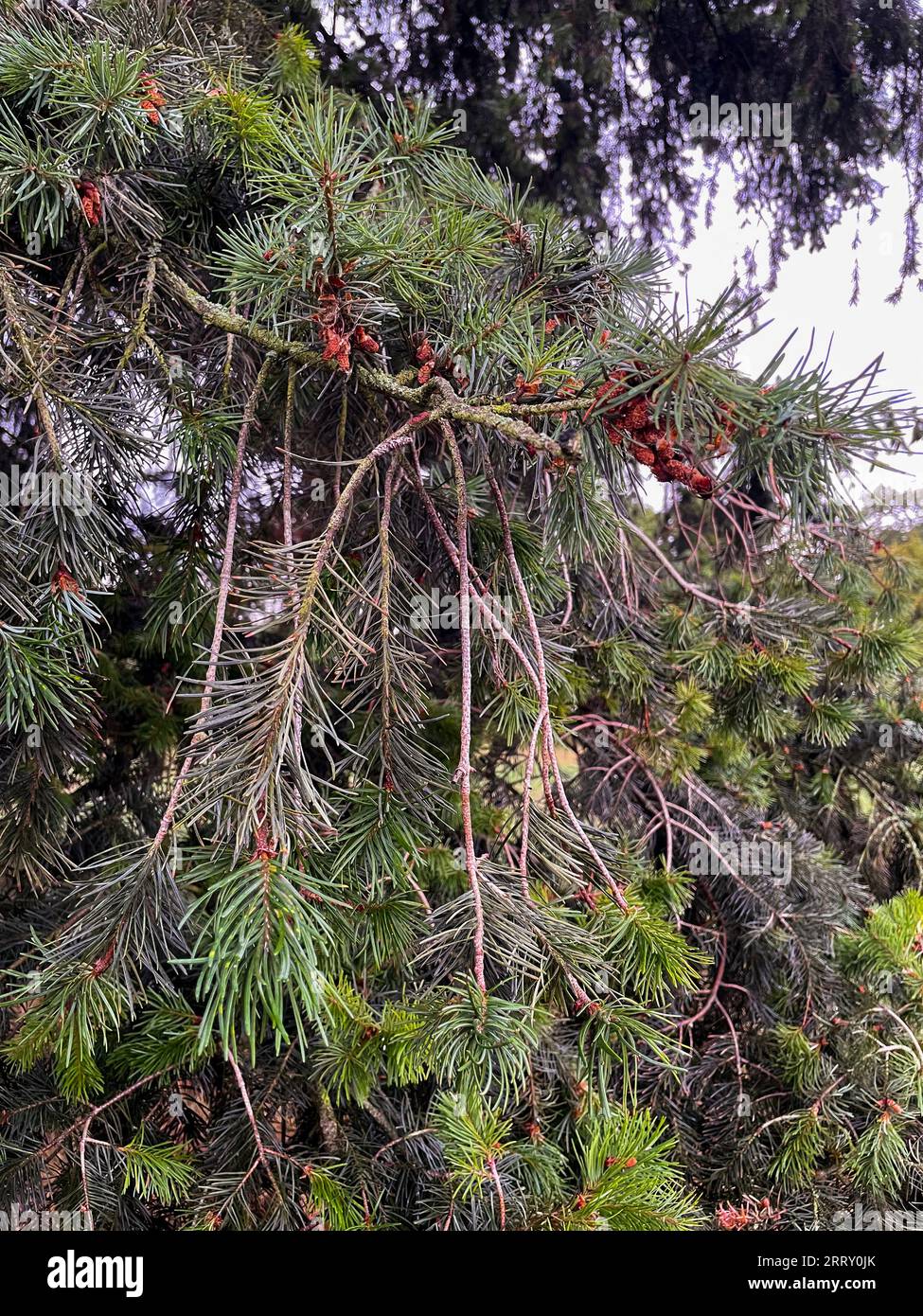 Details einer alten großen Wald Kiefer Pinaceae Stock Photo