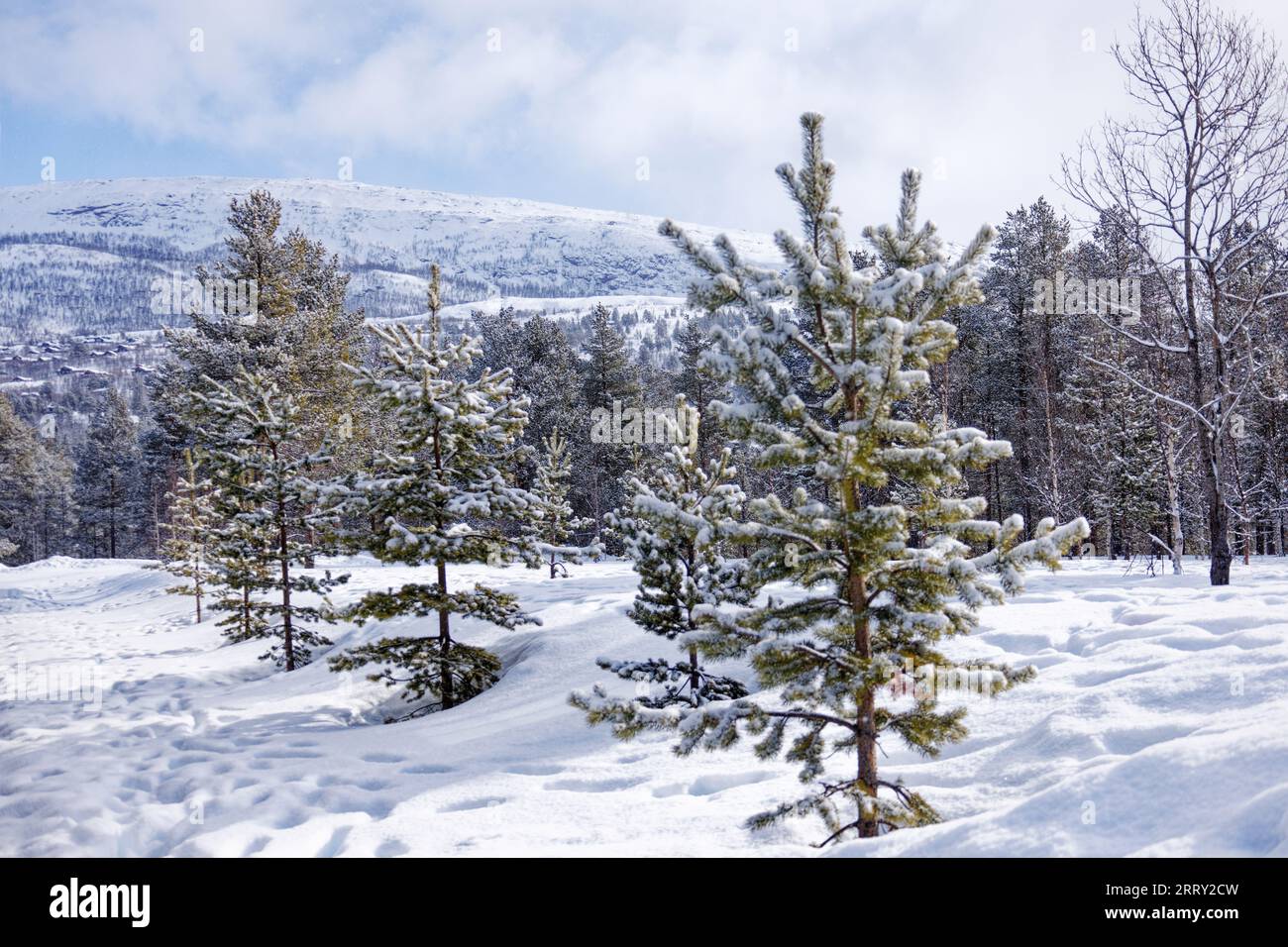 Christmas trees in snow with a forest of Christmas trees behind in Norwsy Stock Photo