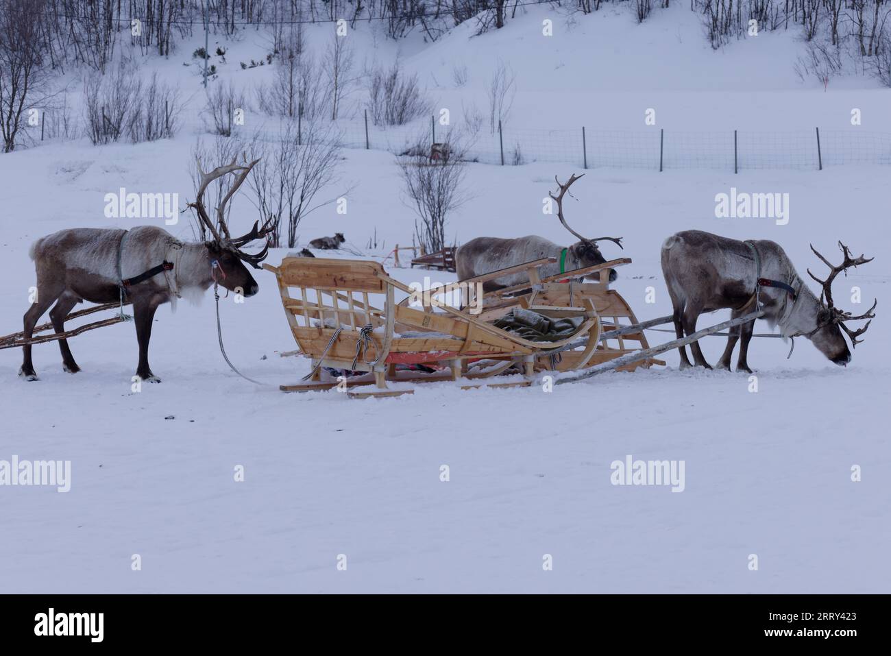 Reindeers of the Sami people in Norway Stock Photo