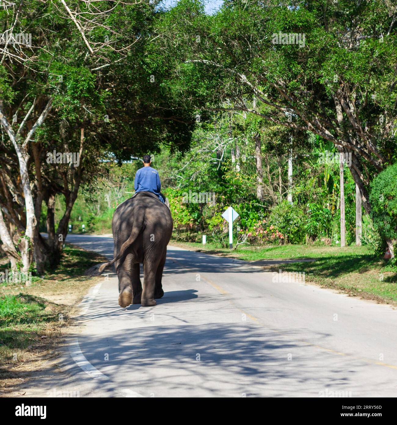 Lampang, Thailand - Jan 8, 2023: Rear view of man riding elephant on the road at Elephant Conservation Center in Northern Thailand. Stock Photo
