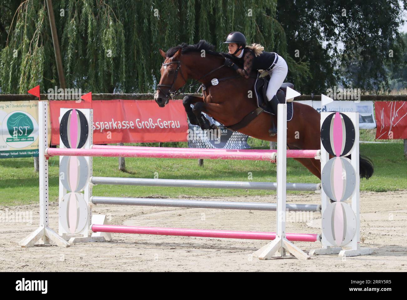 jumping horses in germany Stock Photo Alamy