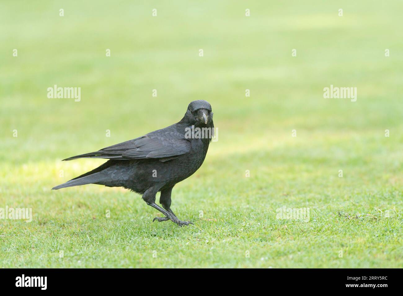 crow Stock Photo