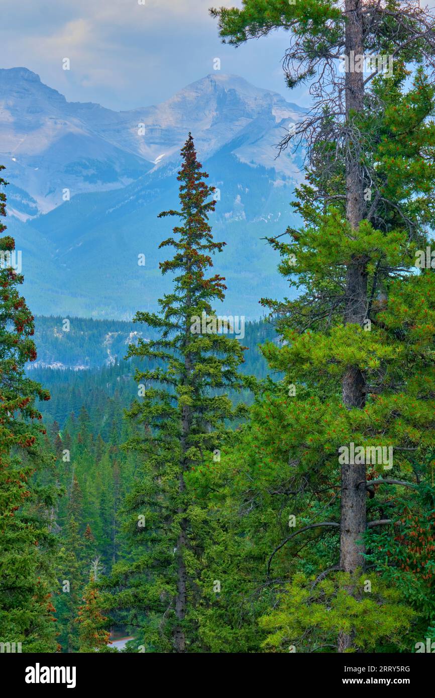 Beautiful green coniferous forest against the cool blue tones of the Rocky Mountains photographed in Banff National Park. Stock Photo