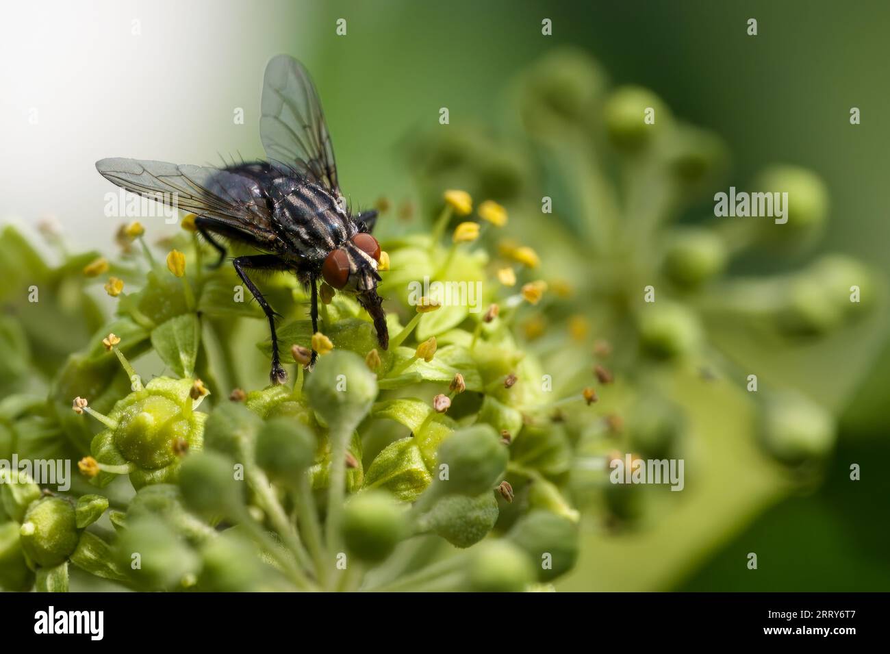 Macro shot of a fly (Calliphoridae) perched on the flowers of an ivy. Stock Photo