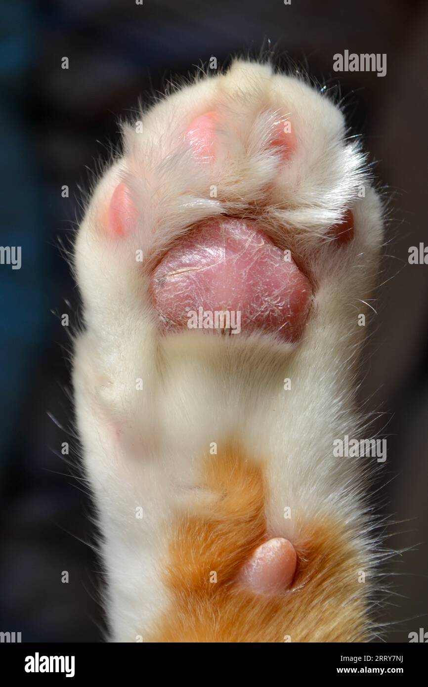 Cat paw close up. Domestic pet resting. Soft cat's foot Stock
