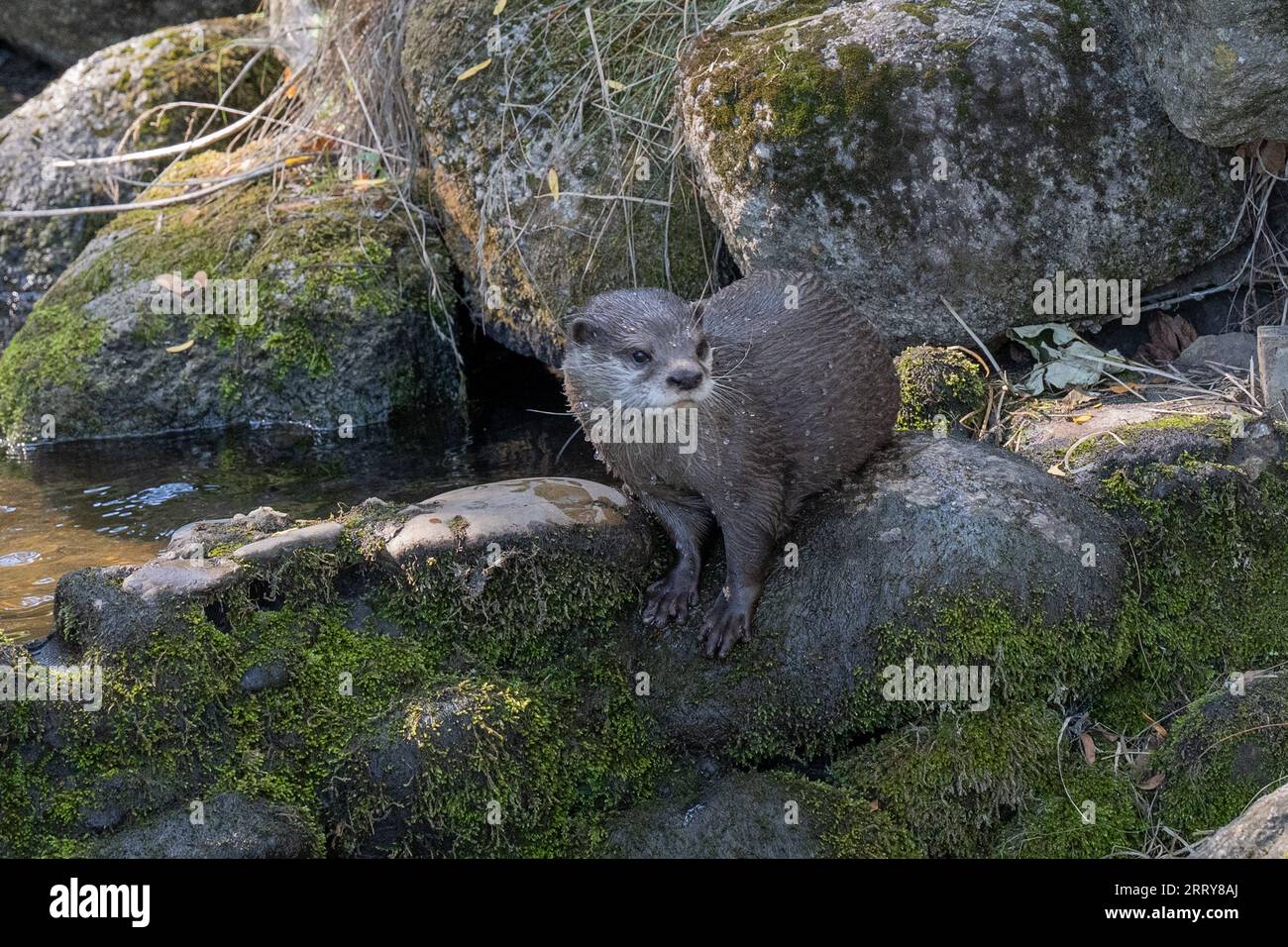 Asian small-clawed otter (Amblonyx cinerea or Aonyx cinereus). Stock Photo