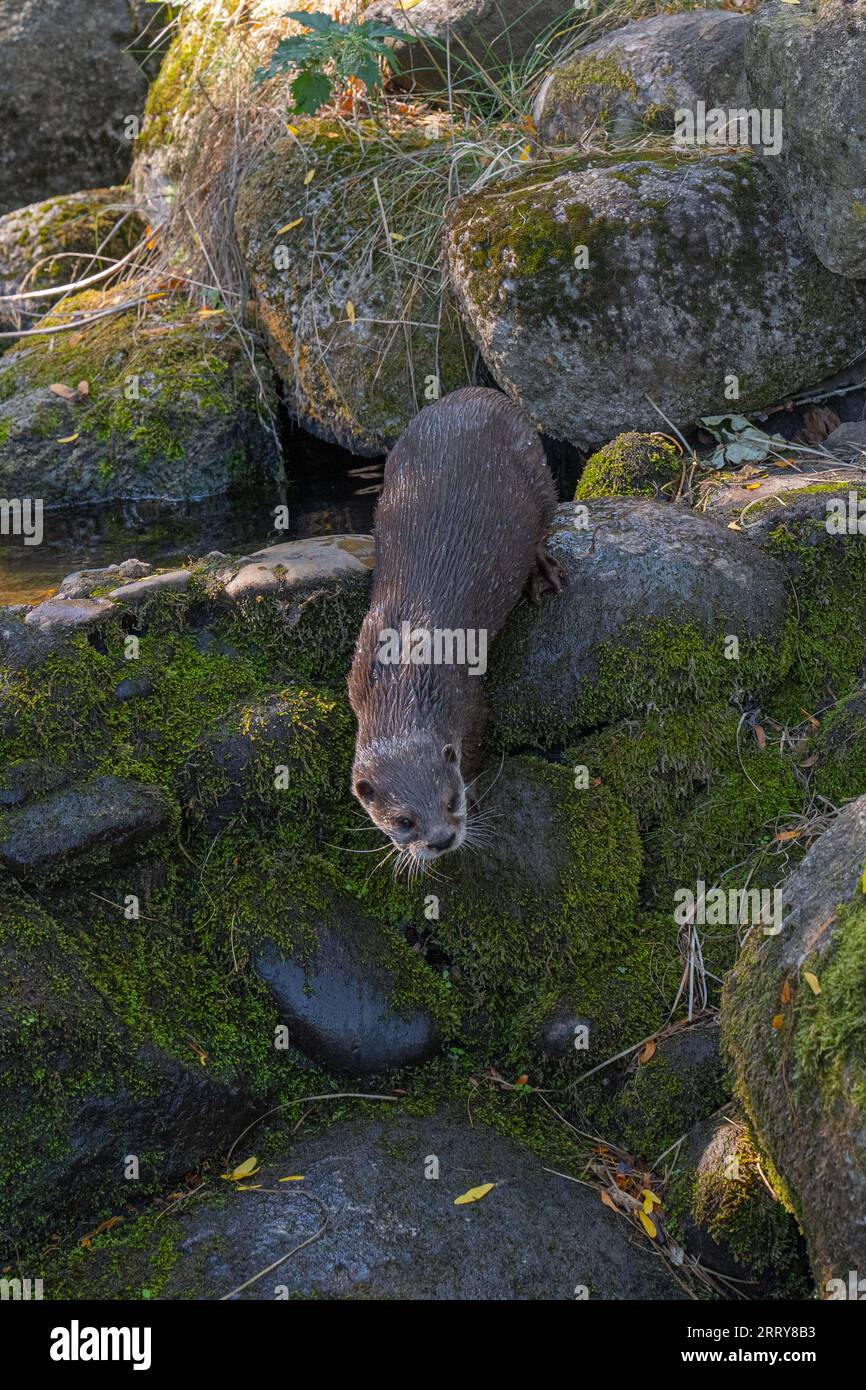 Asian small-clawed otter (Amblonyx cinerea or Aonyx cinereus). Stock Photo
