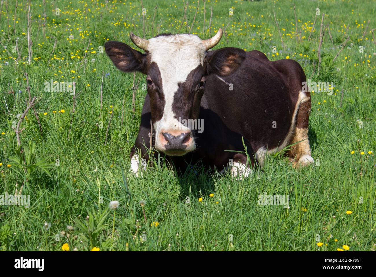 Black and white cow lying down on green grass Stock Photo - Alamy