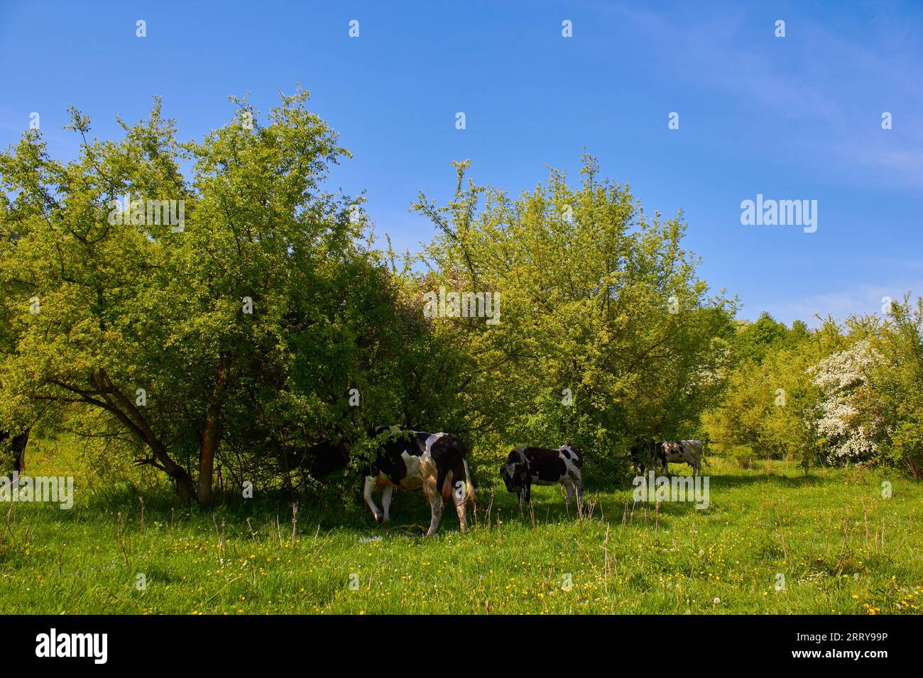 cows hide from the scorching sun under the trees in the pasture Stock Photo