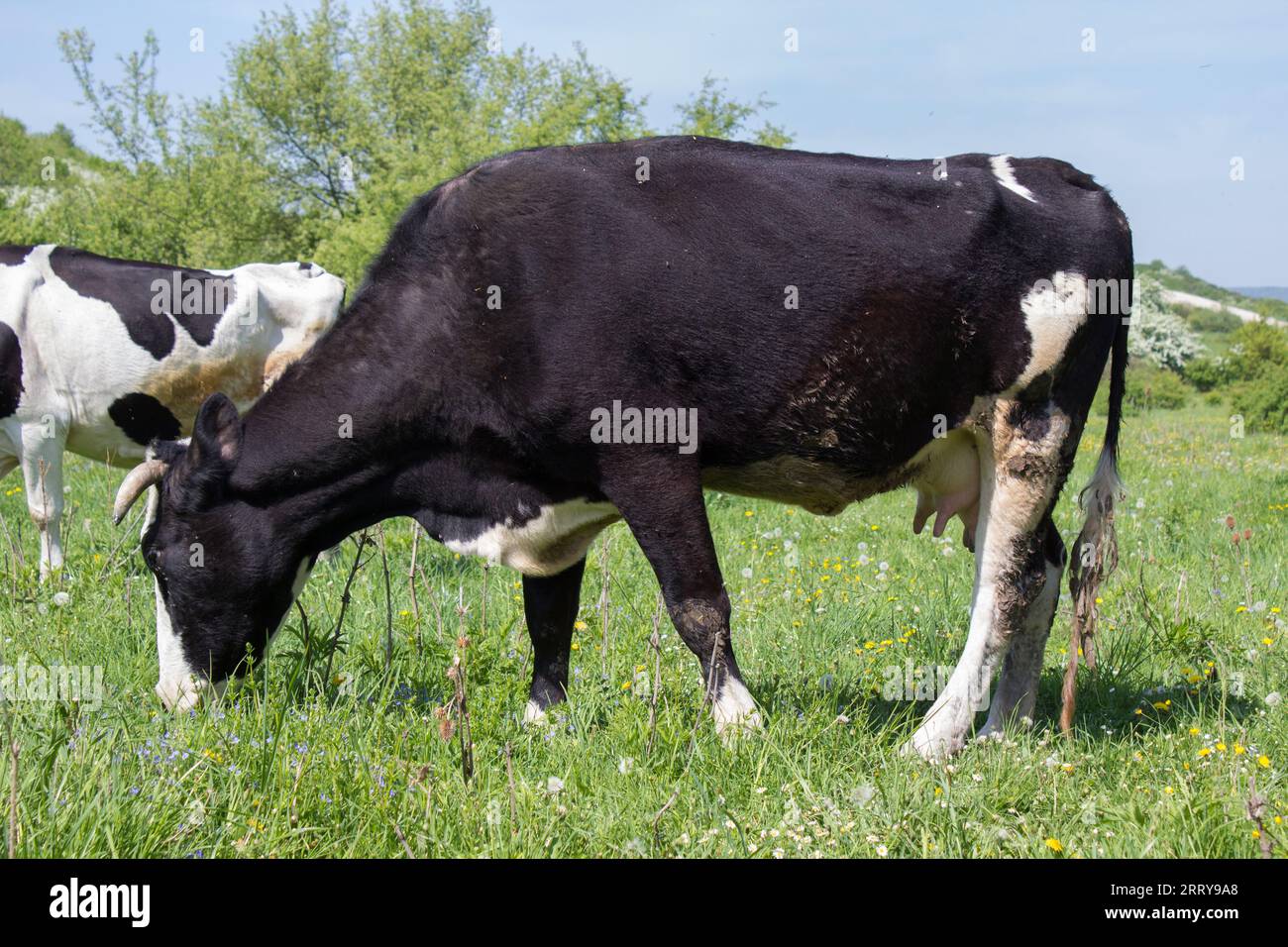 The cow eats grass on a meadow in the summer Stock Photo - Alamy