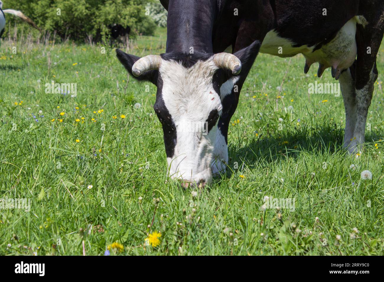 Black white cow eating grass hi-res stock photography and images - Alamy