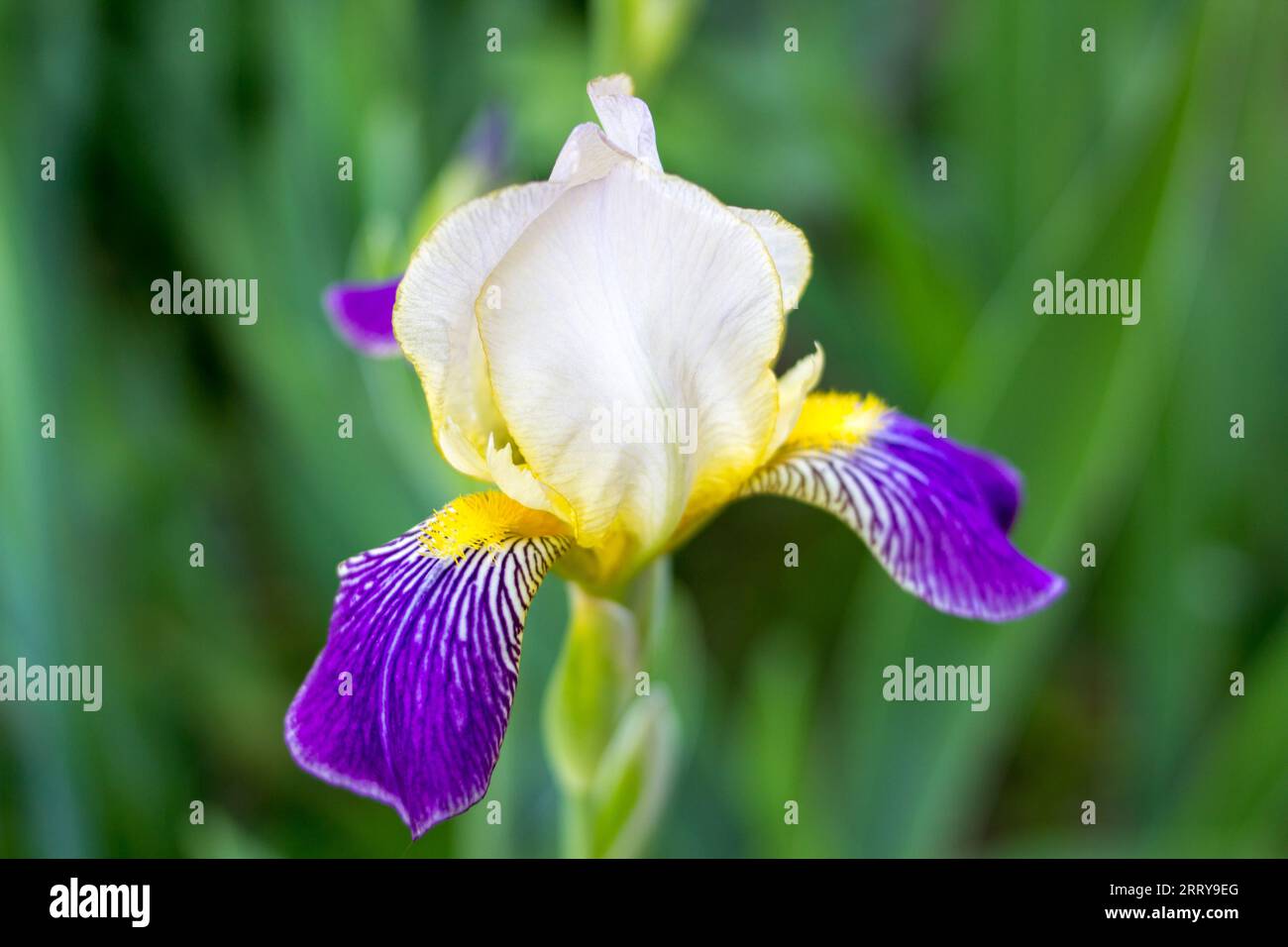 beautiful flower of iris, blue and violet iris flowers are growing in