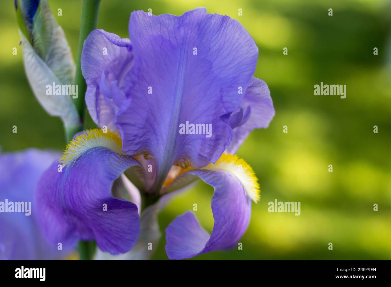 On a green background in the garden flower iris violet Stock Photo