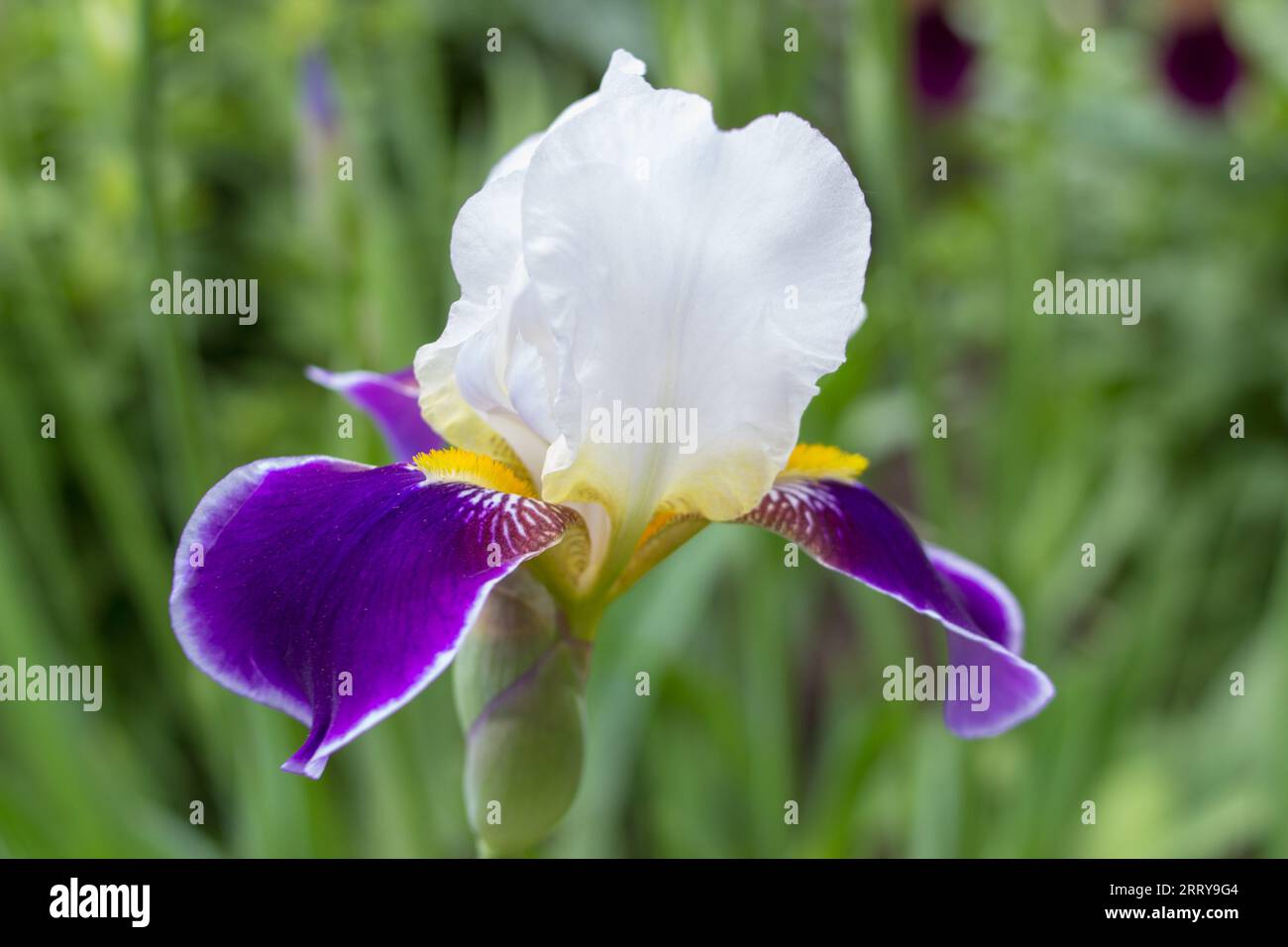 Tall bearded iris wabash blue and white flower Stock Photo