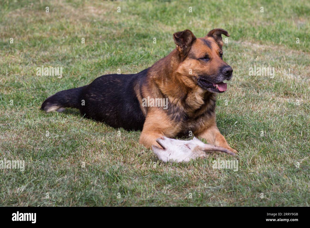 a big dog sits on the grass and the head of a goat lies Stock Photo