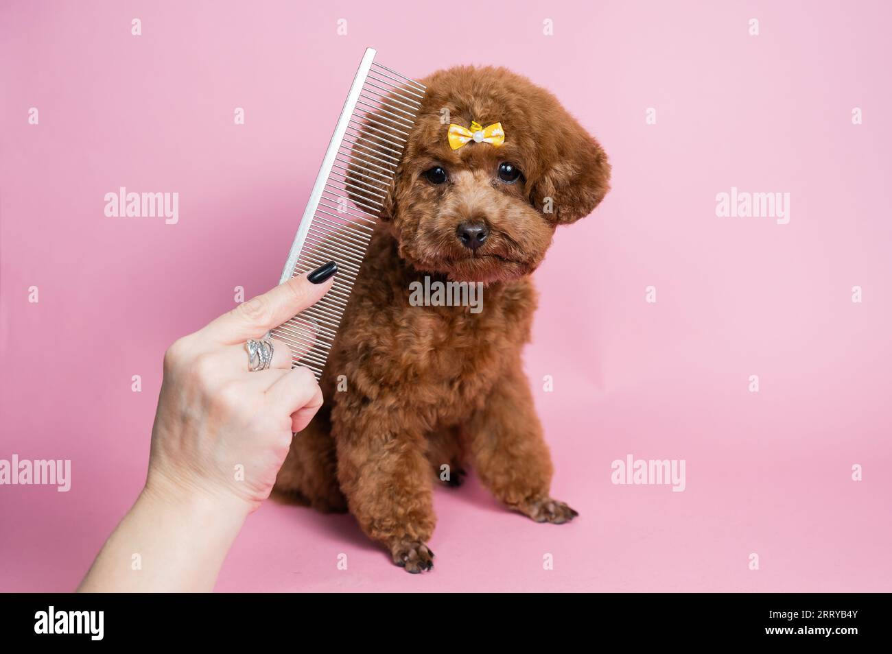 Woman combing a mini poodle on a pink background Stock Photo - Alamy