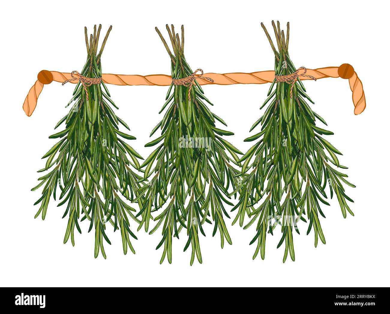 Fragrant herbs. Bunches of rosemary hanging from a rope. Hand drawn illustration. Alternative medicine Stock Photo