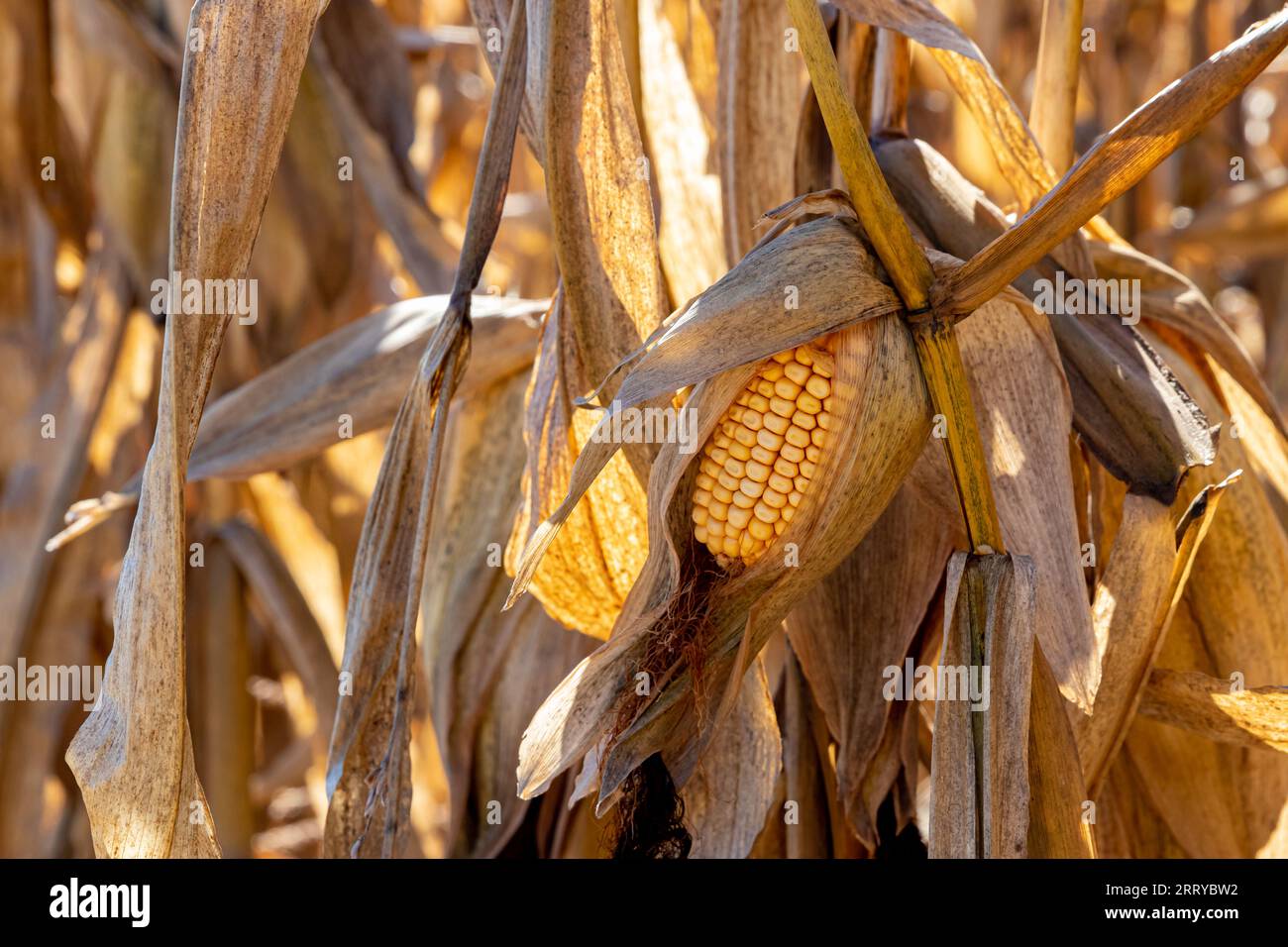 Nubbin corn ear on cornstalk. Harvest yield loss, agriculture and farming concept Stock Photo