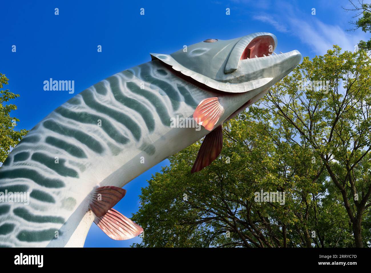 At 40 feet tall, Huskie the Muskie is an outdoor sculpture of a muskellunge in McLeod Park in Kenora Ontario. Fishing is a popular activity in the ar Stock Photo