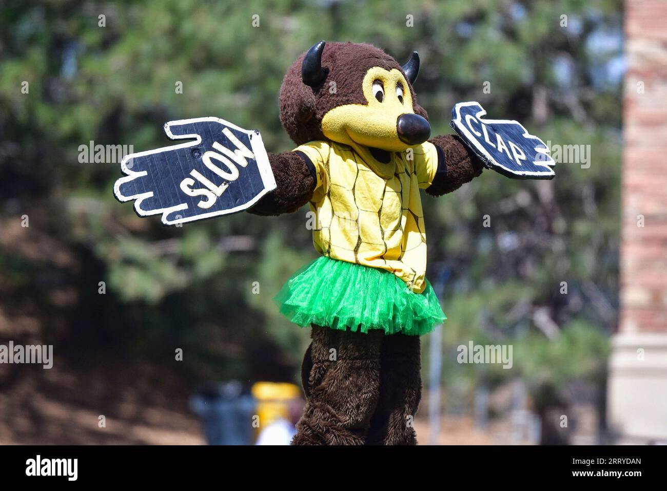 Boulder, CO, USA. 09th Sep, 2023. Colorado mascot Chip the Buffalo leads a cheer in the football game between Colorado and Nebraska in Boulder, CO. Derek Regensburger/CSM (Credit Image: © Derek Regensburger/Cal Sport Media). Credit: csm/Alamy Live News Stock Photo