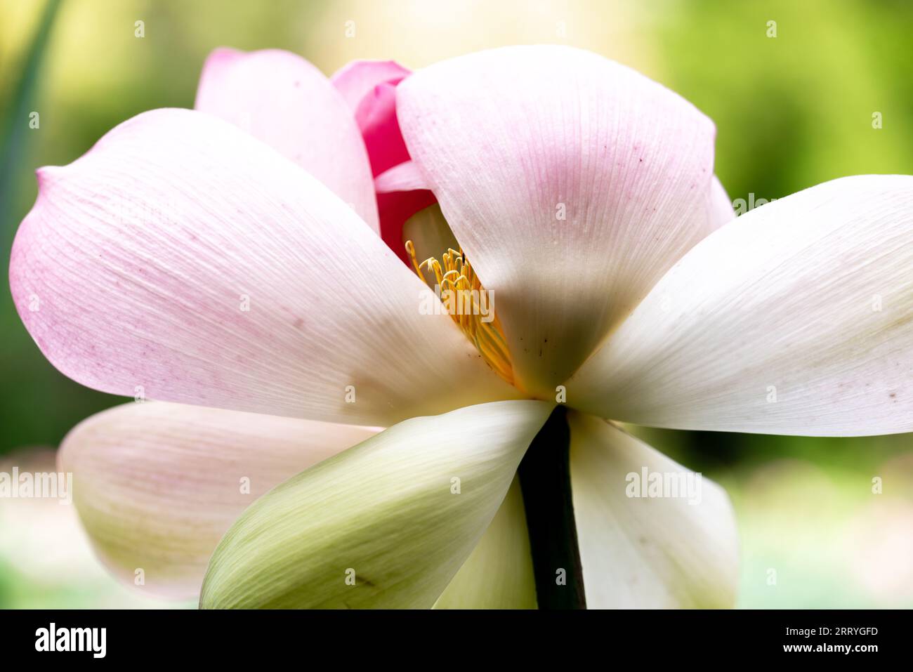lotus flower. Close up of a pink lotus flower. In Buddhist symbolism