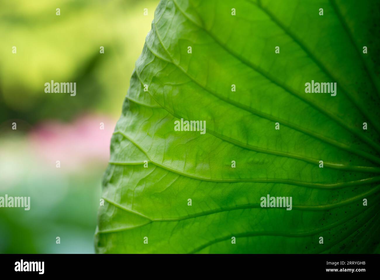 Big green leaves of lotus on water of lake. Close up, macro photo Stock ...