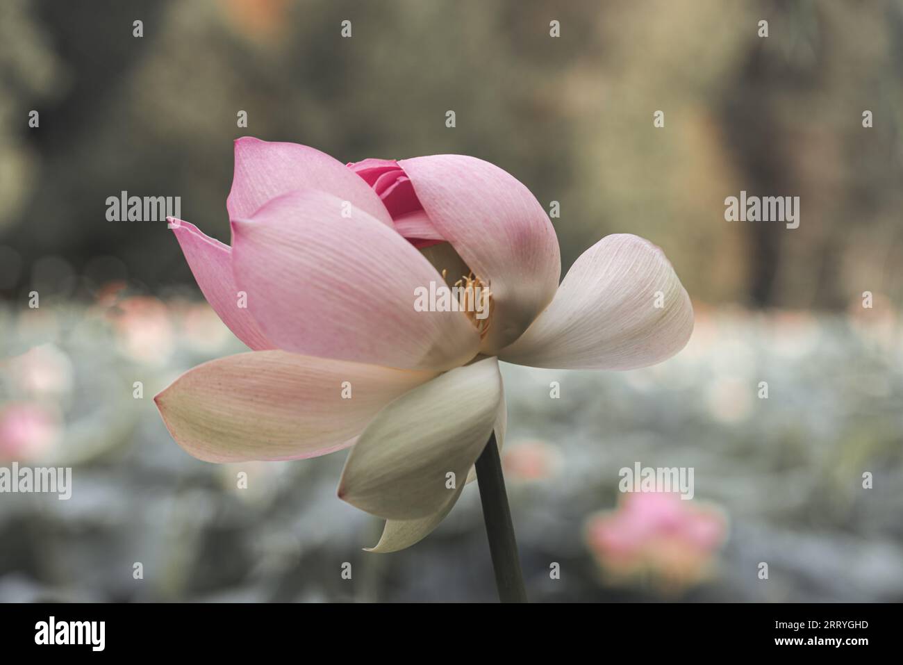 lotus flower. Close up of a pink lotus flower. In Buddhist symbolism