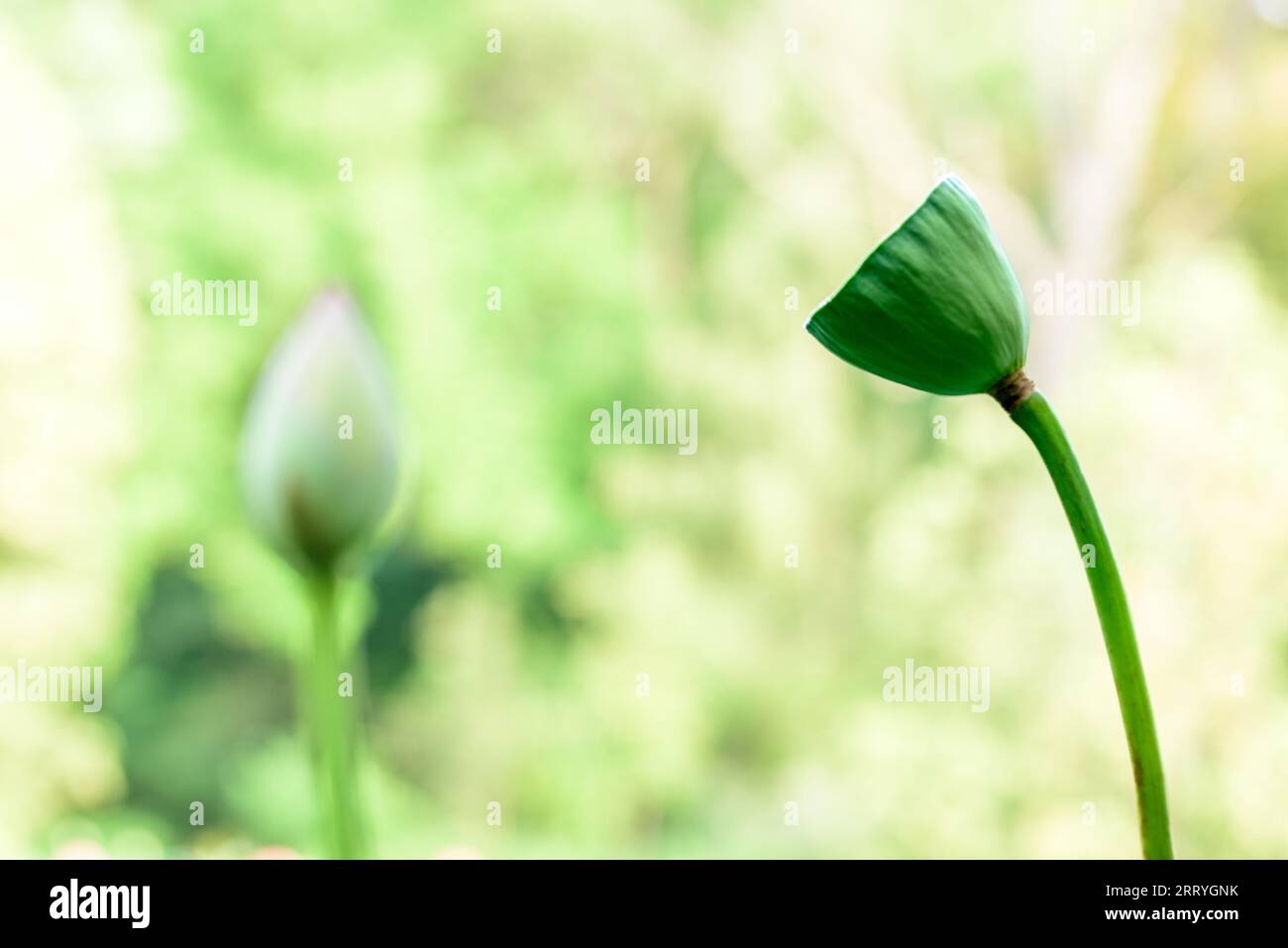 lotus flower. Close up of a pink lotus bud flower before and after