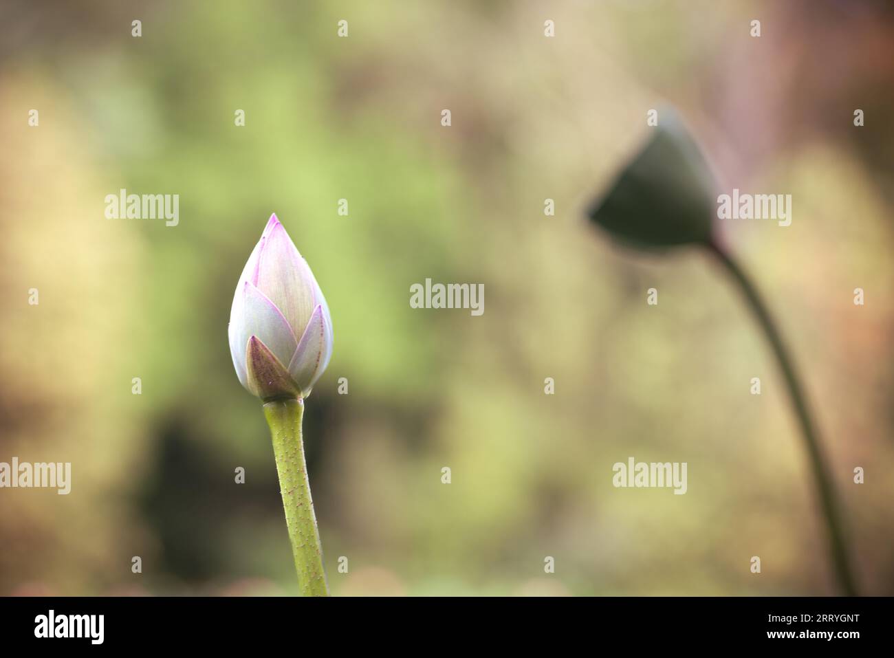 lotus flower. Close up of a pink lotus bud flower before and after