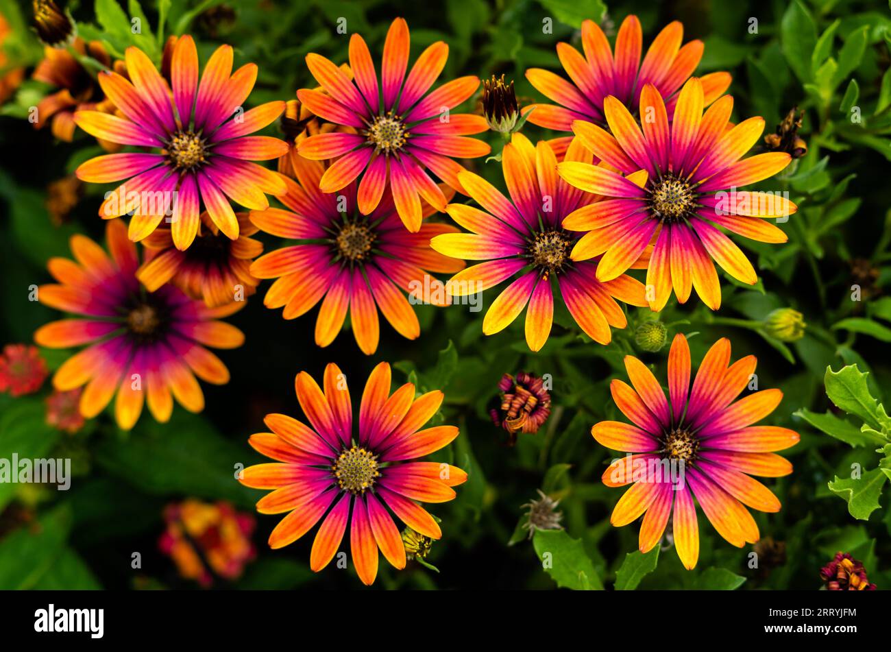 African 'Purple Sun' Flower Stock Photo