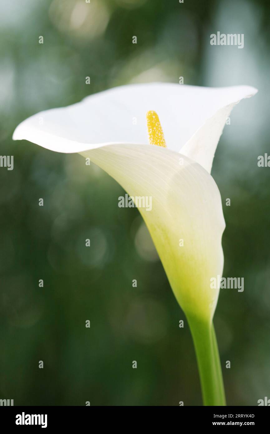 Kingdom Plantae Phylum Magnoliophyta Class Gymnosperm Kingdom Plantae Phylum Magnoliophyta Class Gymnosperm