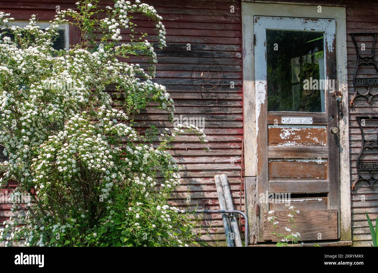 A rustic building has an employee only sign on the door, with a large flowering bush of bridal wreath Stock Photo