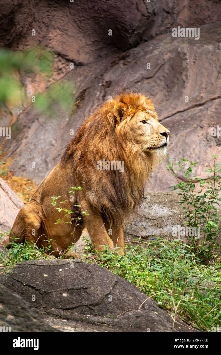 Majestic African Lion, Panthera leo, roams the African savannah,  representing the continent's iconic wildlife Stock Photo - Alamy