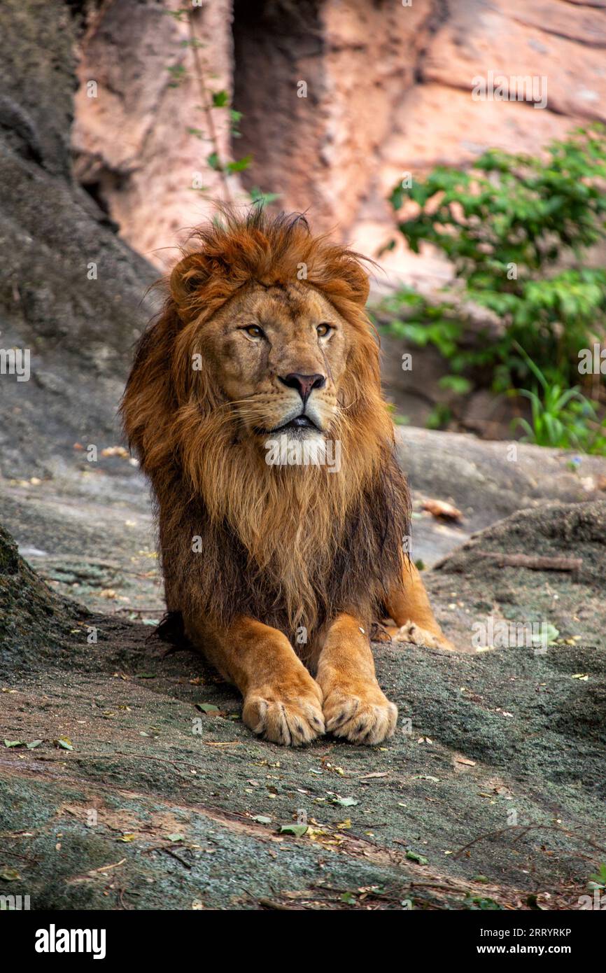 Majestic African Lion, Panthera leo, roams the African savannah,  representing the continent's iconic wildlife Stock Photo - Alamy