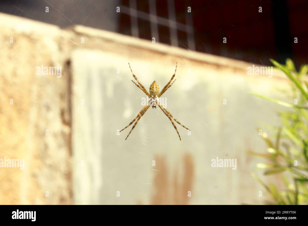 Young garden spider of the Argiope Argentata species, popularly known as the Silver Spider, in the center of its web, yellow, brown and silver colors Stock Photo