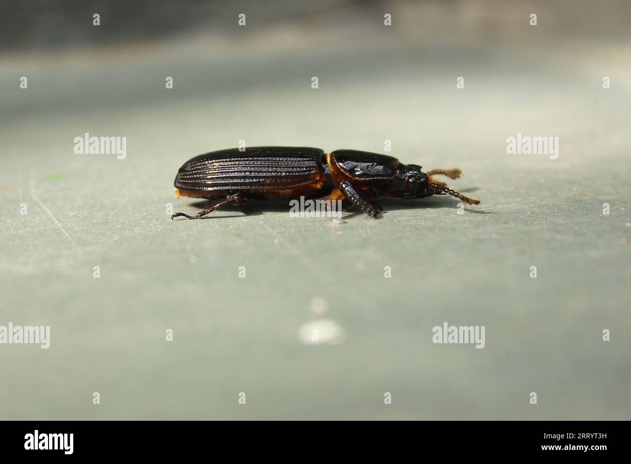 Side view photograph of a Passalus Coniferus beetle, an insect of the Passalidae family, in black and brown colors, walking on a stone floor. Stock Photo