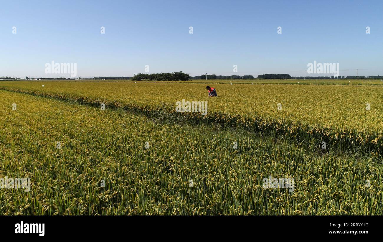 Field Inspection Is Rice Rice inspection hi-res stock photography and images - Alamy