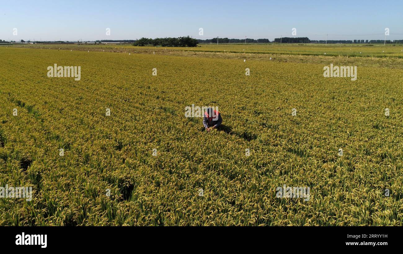 Field Inspection Is Rice Rice inspection hi-res stock photography and images - Alamy