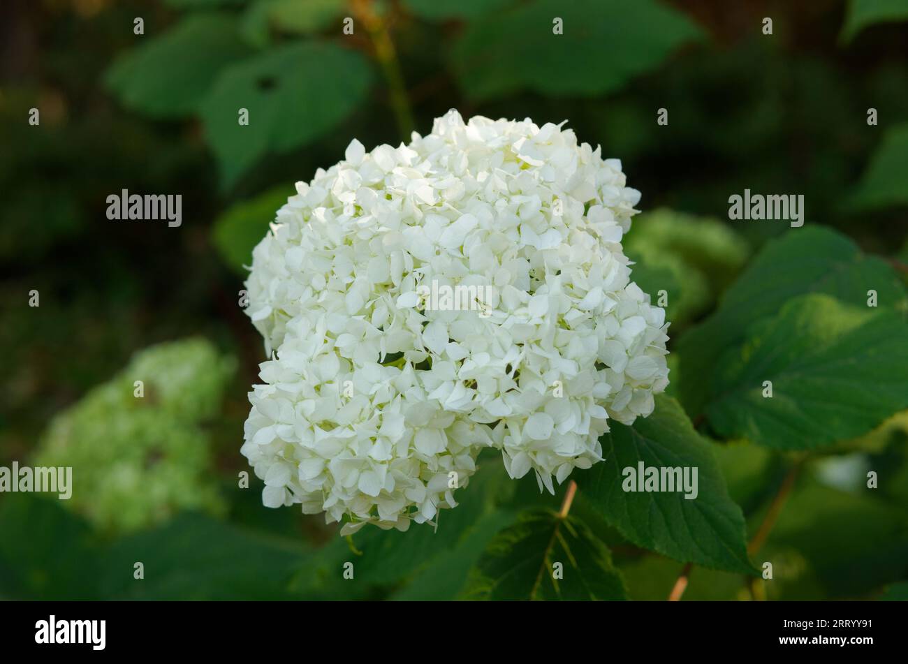 White Hydrangea flower growing in a garden. Quebec,Canada Stock Photo