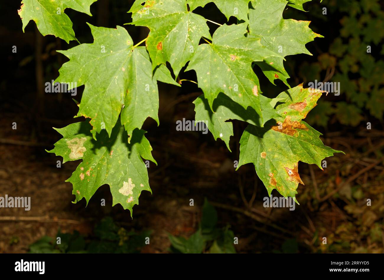Maple leaves infected with Anthracnose. Quebec,Canada Stock Photo